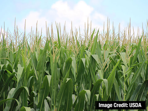 Photo of a corn field. Image credit - USDA