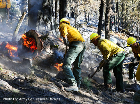 Soldiers dig a trench around a burning tree trunk while supporting firefighting response efforts at the Dixie Fire in Plumas National Forest, Calif., Sept. 7, 2021. Photo By: Army Sgt. Yesenia Barajas