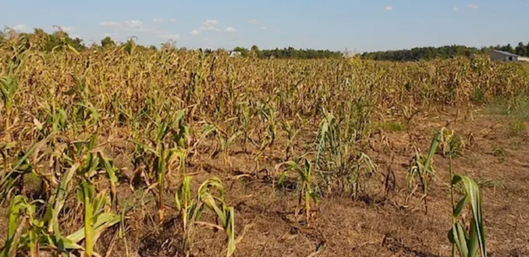 Photo of a very dry corn field. 