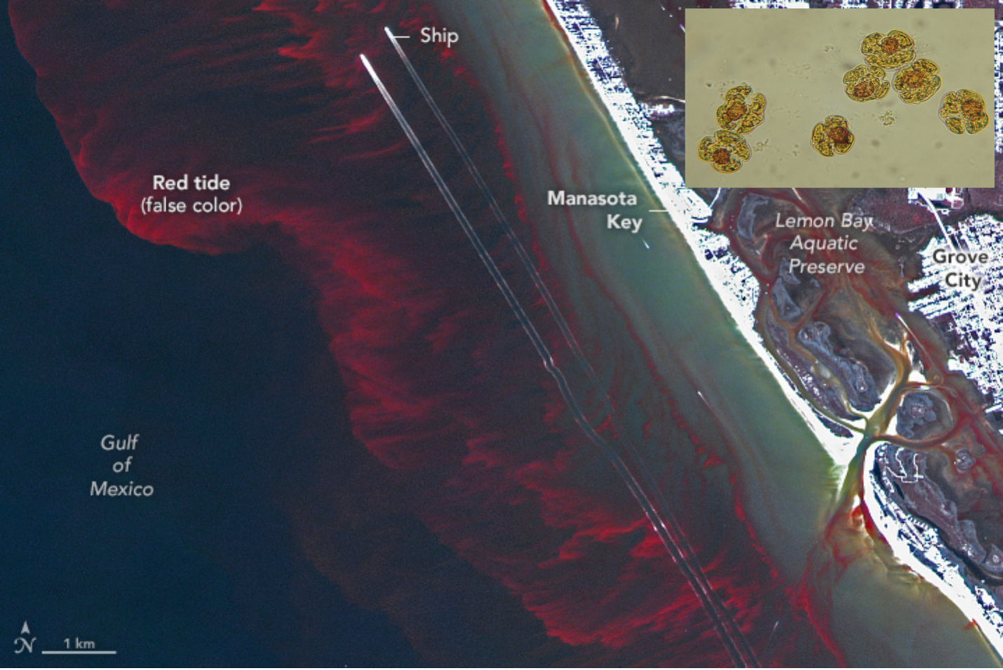 Satellite image of an algal bloom off the Florida coast.
