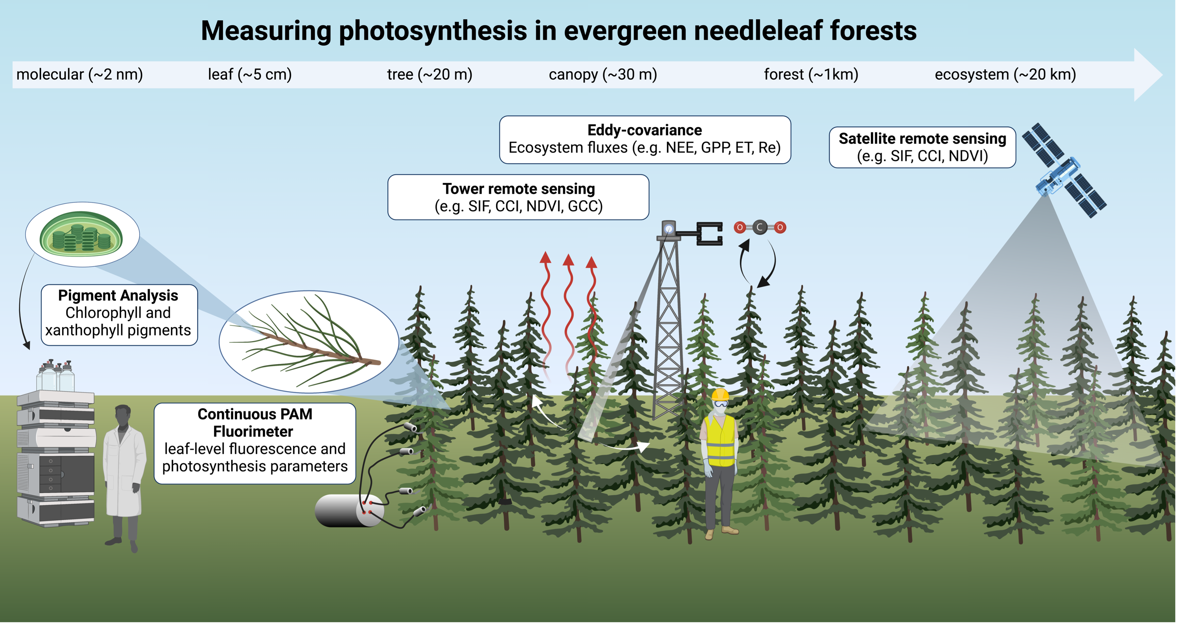Summary of ways to measure evergreen needleleaf forest photosynthesis from the molecular to ecosystem scale and data types highlighted in this overview.