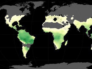 Vegetation Data